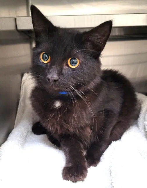 Dominic - Domestic Short Hair