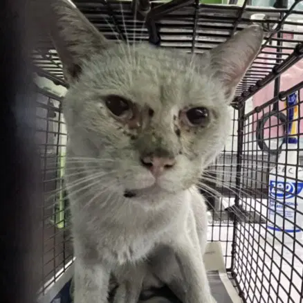 Whisper - Domestic Short Hair