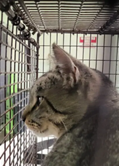 Cake Pop - Domestic Short Hair