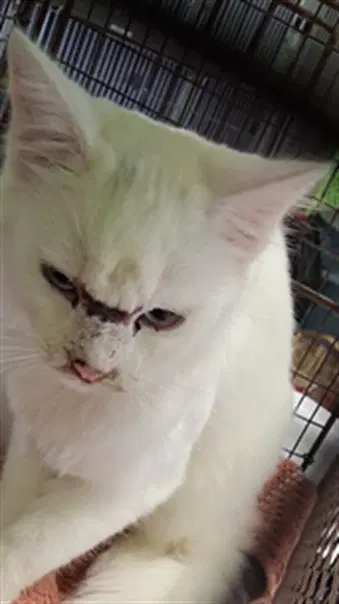 Marie - Domestic Short Hair