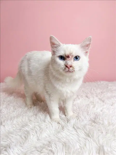 Marie - Domestic Short Hair