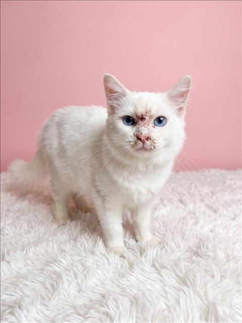 Frida, Domestic Short Hair (medium coat)