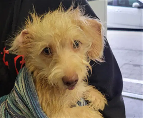 Yaki - Cairn Terrier