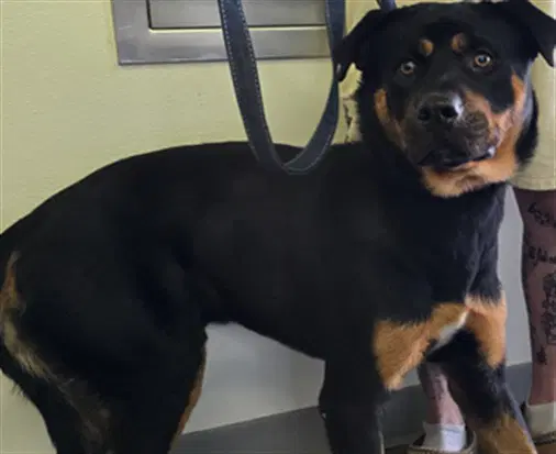 Luther - Rottweiler