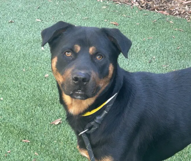 Luther - Rottweiler