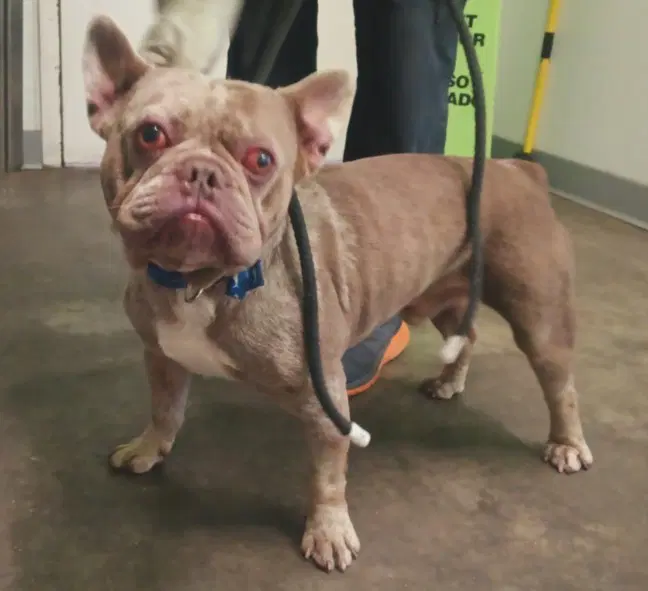 Max - French Bulldog