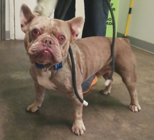 Clove, French Bulldog (medium coat)
