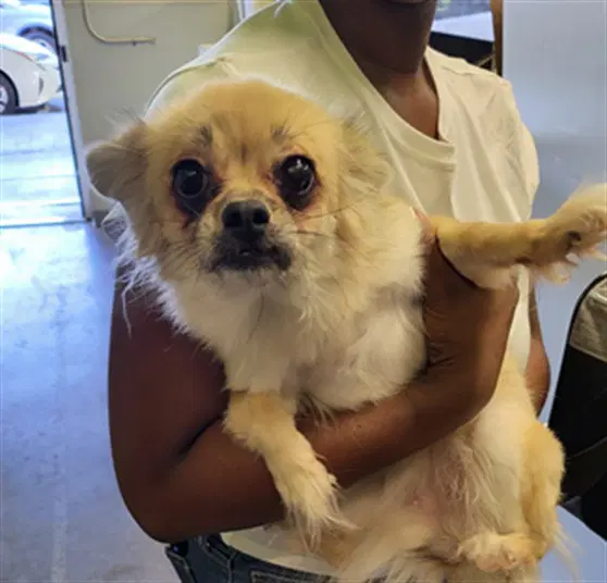 Cinnamon - Chihuahua