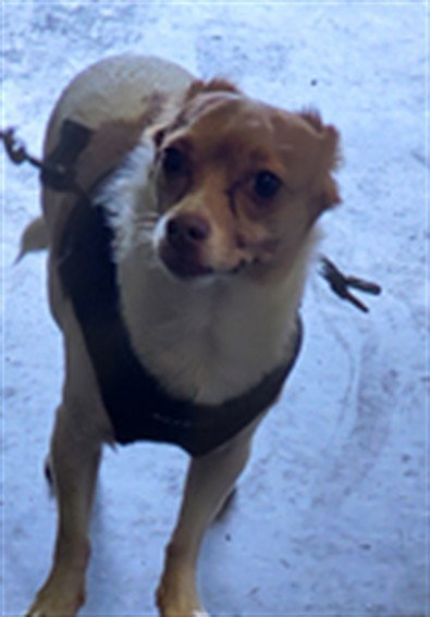 LOUIE