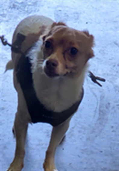 Louie