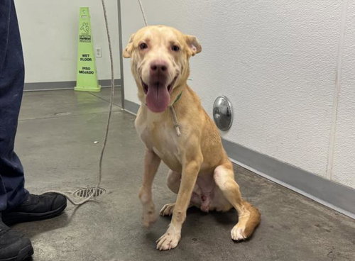 Elote, Labrador Retriever (medium coat)