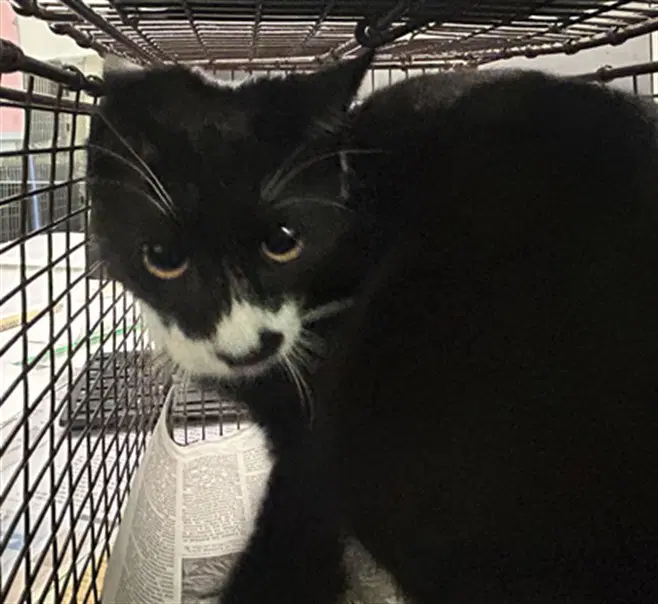Whiskers - Domestic Short Hair