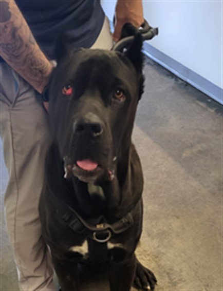 Bronson, Cane Corso Mastiff (medium coat)
