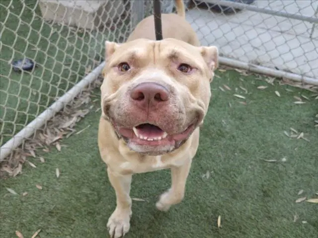 Prince - Pit Bull Terrier