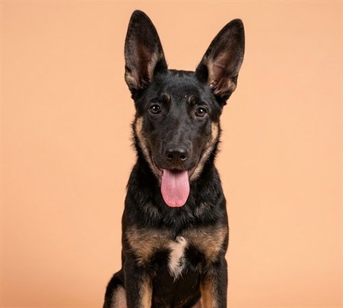 Jair, German Shepherd Dog / Mixed (medium coat)