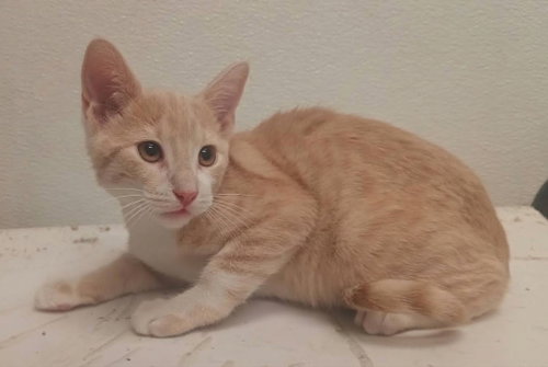 Nickel, Domestic Short Hair (medium coat)