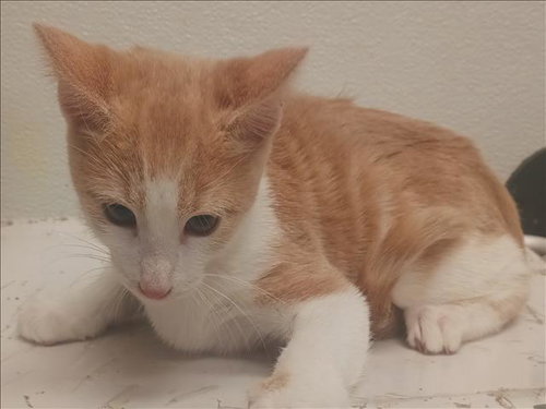 Silver, Domestic Short Hair (medium coat)