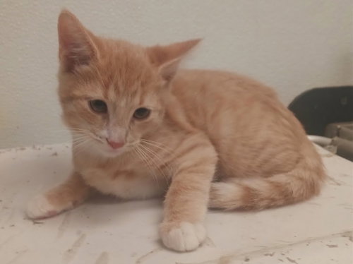 Copper, Domestic Short Hair (medium coat)