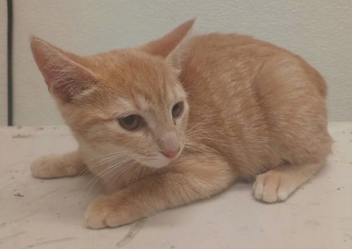 Pearl, Domestic Short Hair (medium coat)