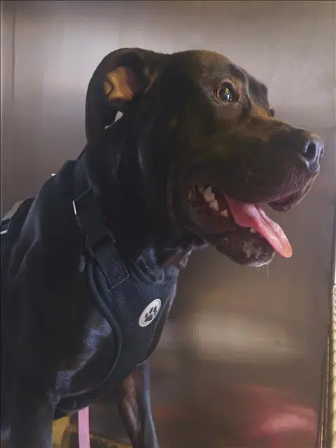 Coby - Pit Bull Terrier