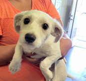 Luna, Shih Tzu / Chihuahua / Mixed (medium coat)