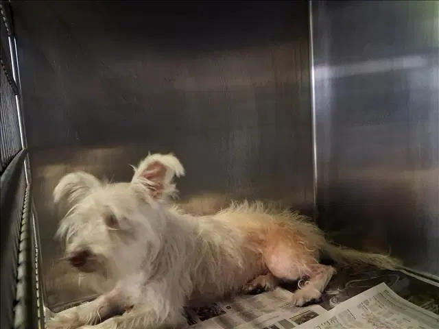 Nico - West Highland White Terrier Westie