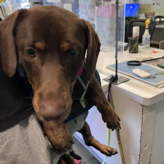 Prince - Dachshund