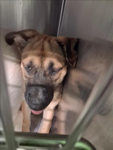 Max
