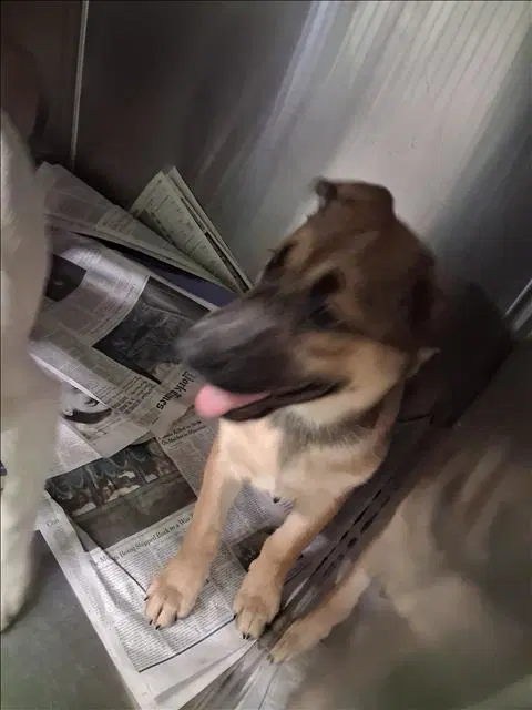 Buddy image 1