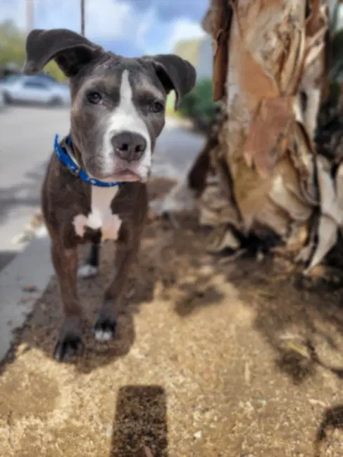 Stacy - Pit Bull Terrier