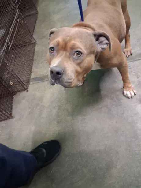 Big Mamas - Pit Bull Terrier