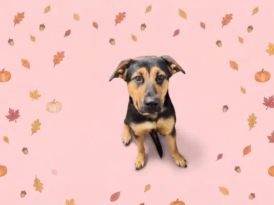 Marigold - German Shepherd Dog