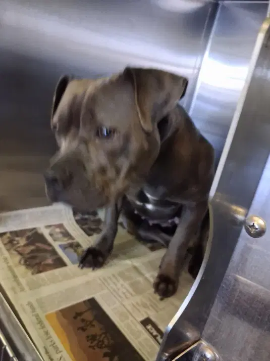Katya - American Staffordshire Terrier