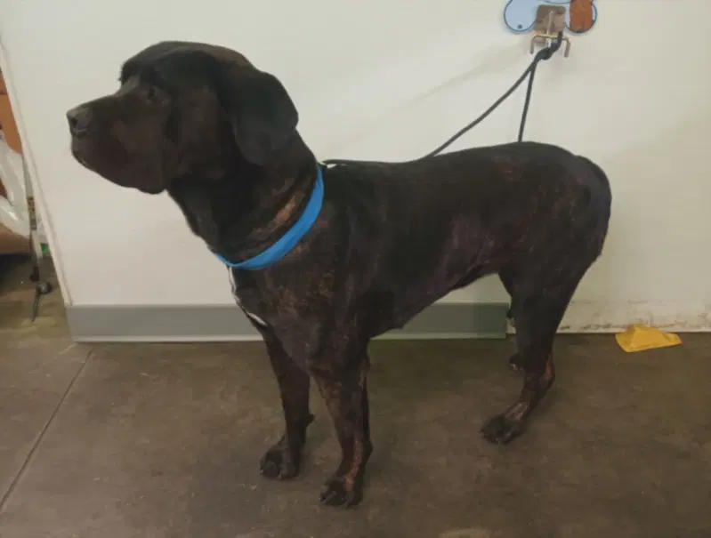 Daisy May - Cane Corso Mastiff