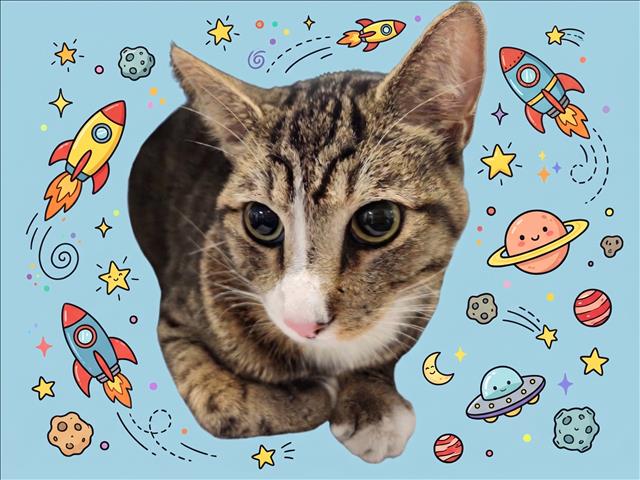 Rocket