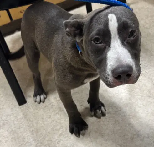 Autumn - Pit Bull Terrier