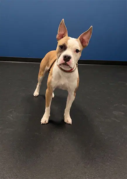 Chuco - Pit Bull Terrier