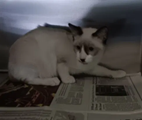 Tom - Snowshoe