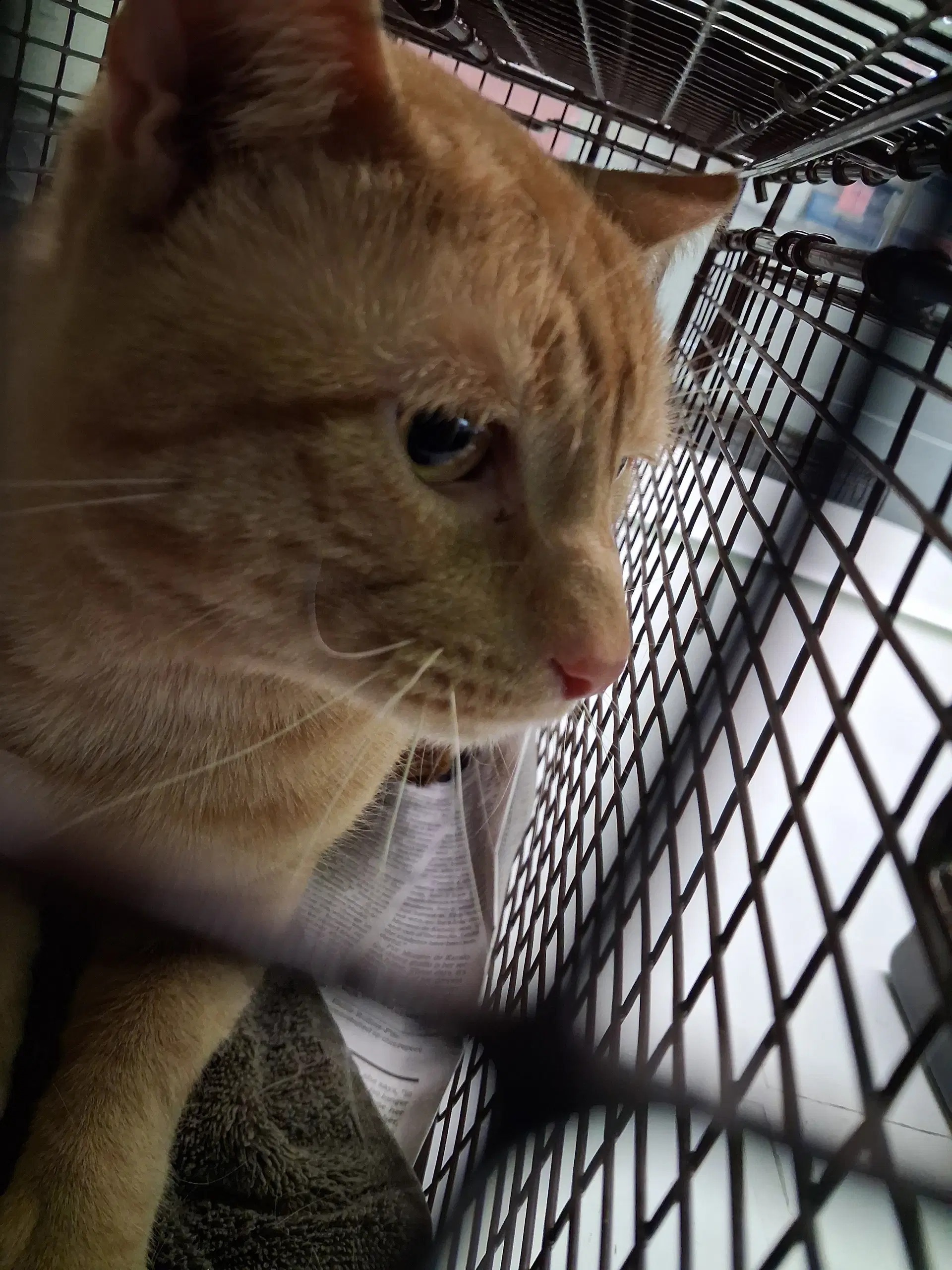 Keanu - Domestic Short Hair