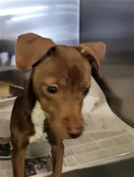 Dakota - Chihuahua