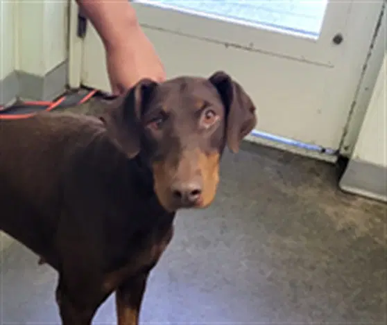 Trixie - Doberman Pinscher