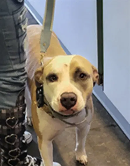 Beauty - Pit Bull Terrier