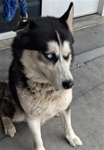 Moto Moto - Siberian Husky