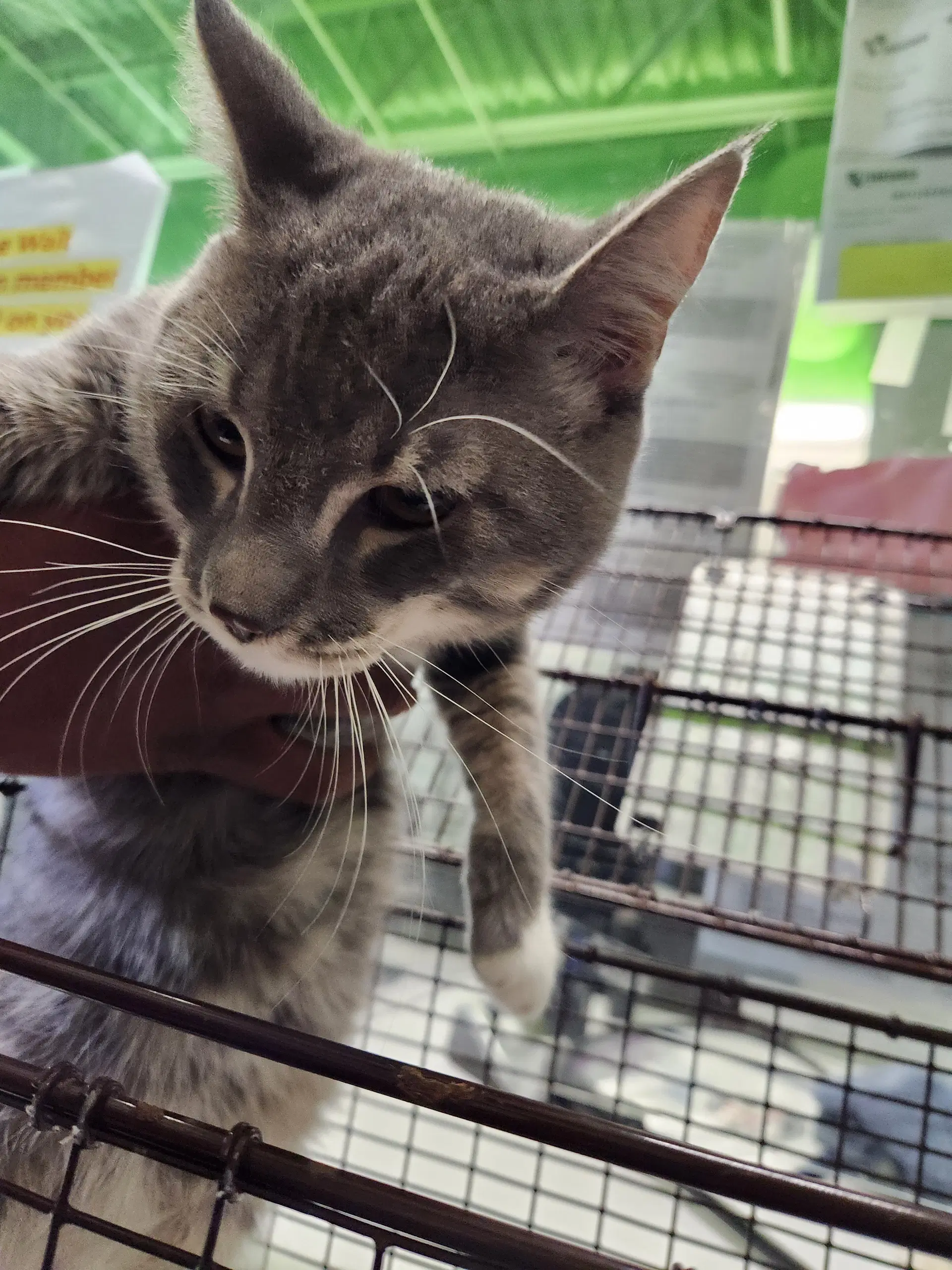 Ash - Domestic Short Hair