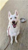 adoptable Dog in  named SNOWFLAKE