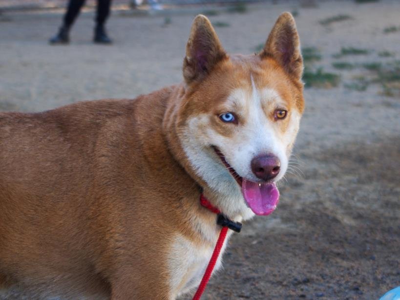 adoptable Dog in Los Angeles, CA named NALA