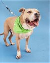 adoptable Dog in  named GUMBY