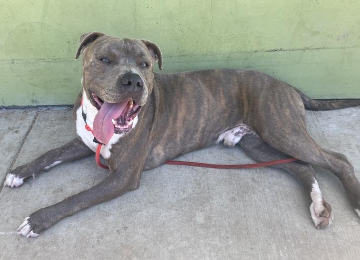adoptable Dog in Los Angeles, CA named ARROW
