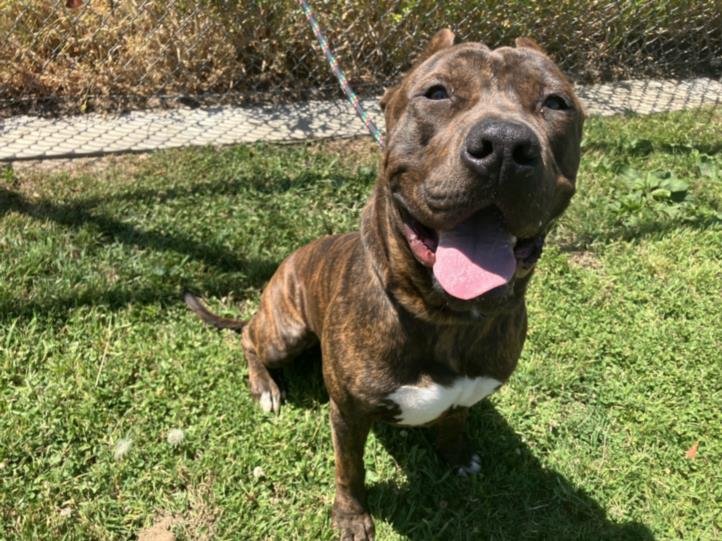 adoptable Dog in Los Angeles, CA named BULLET
