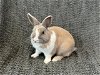 adoptable Rabbit in  named TETRIS